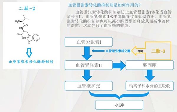 二肽-2的作用機制.jpg