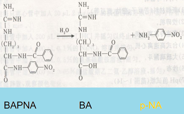 胰蛋白酶抑制劑的活性測(cè)定原理