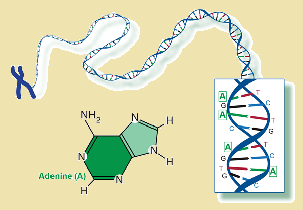 Adenine vs Adenosine