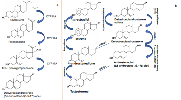 Figure 1.(a)Biosynthesis of DHEA.(b)Transformation of DHEA.