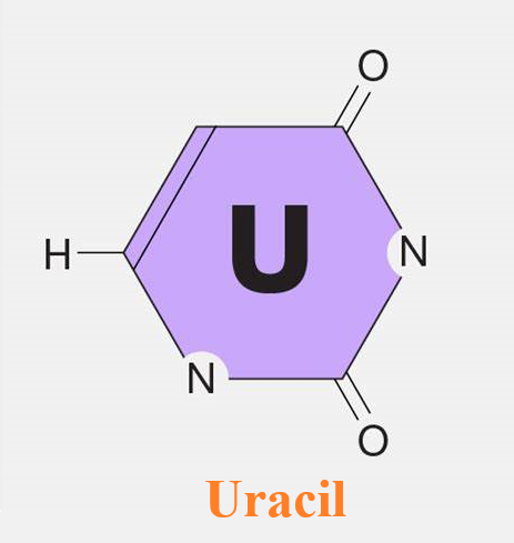 Uracil