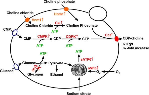 Preparation of CDP-choline