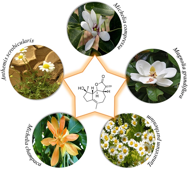 (3aS)-3aβ,4,5,7,8,9,9aβ,9bα-Octahydro-9β-hydroxy-6,9-dimethyl-3-methyleneazuleno[4,5-b]furan-2(3H)-one