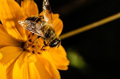 蜂毒肽來源于工蜂分泌的蜂毒