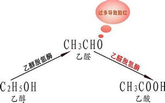 乙醛脫氫酶的作用機(jī)制