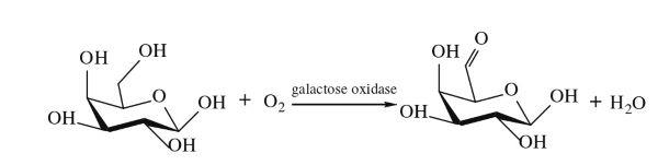 半乳糖氧化酶的催化氧化.jpg