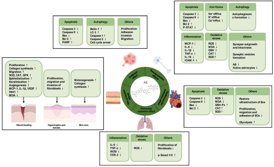 Figure 1. The pharmacological properties of AS.png