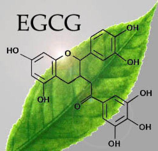 EGCG