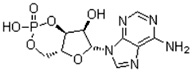 	Adenosine 3',5'-cyclic monophosphate (CAMP)