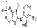 	Adenosine 3',5'-cyclic monophosphate (CAMP)