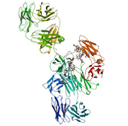 Eculizumab