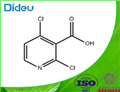 2,4-Dichloropyridine-3-carboxylic acid 