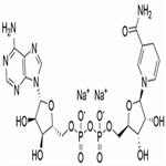 β-nicotinamide adenine dinucleotide (oxidized form)