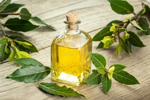 Bay oil;Bay essential oil