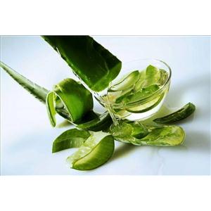 Curacao Aloe Vera Leaf Juice