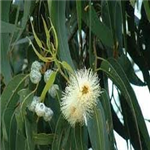 Eucalyptus globulus, ext.