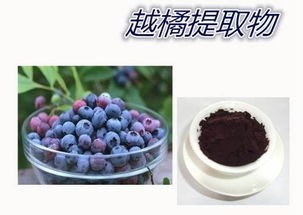 European Bilberry Extract