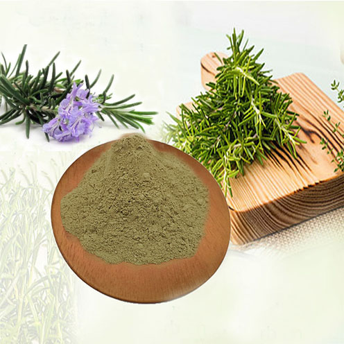 carnosic acid Rosemary Extract 