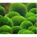 Chlorella Powder