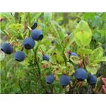 European Bilberry Extract