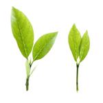 Green Tea Polyphenol Extract