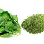 Spinach Powder