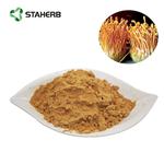 cordyceps extract