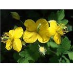 celandine extract