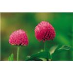 Red Clover Extract