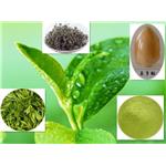 Green Tea Extract