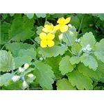 celandine extract