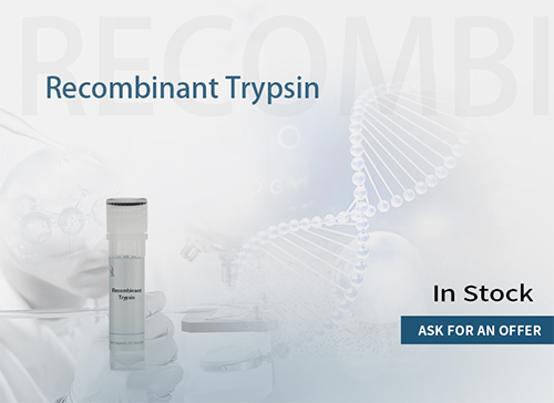 Recombinant Trypsin 