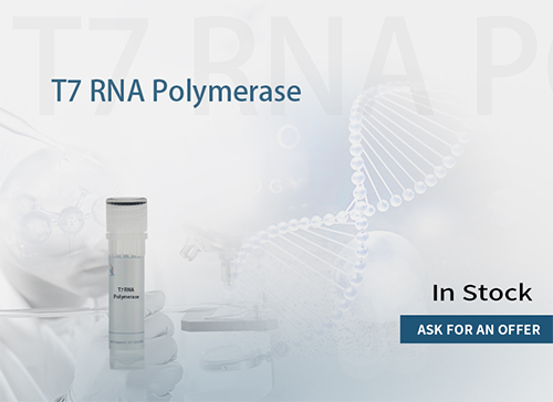 T7 RNA polymerase 