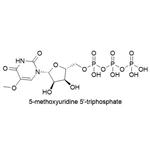 5-OMe-UTP, 0.1M solution (Li or Na salt)