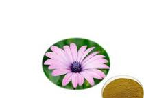 Bellis perenis extract