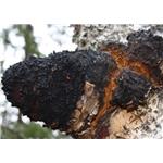 Chaga Mushroom extract