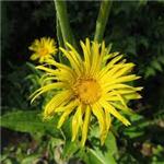 Elecampane Extract