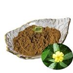 Damiana Leaf Extract