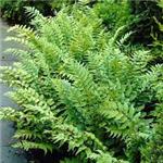 Dryopteris Extract