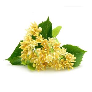 Tilia Flower Extract