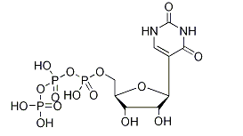 Pseudouridine 5’-Triphosphate