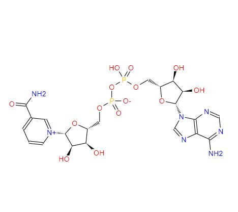 β-Nicotinamide adenine dinucleotide