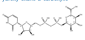 Uridine pyrophosphoglucuronic acid