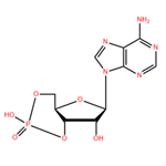 Cyclic AMP