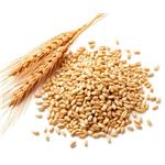 Wheat gern oil