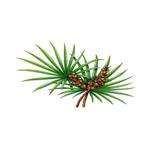 Saw Palmetto extract