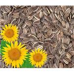 Sunflower extract; Lecithin