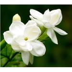 Jasmine powder; Jasmine extract