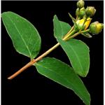 St.-John's-wort, Hypericum perforatum, ext; Hypericin