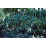 Saw Palmetto extract